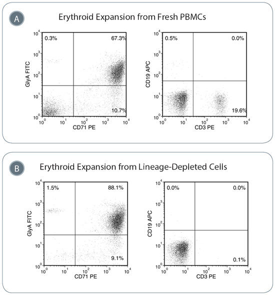 Erythroid Progenitor Cells are Expanded in StemSpan™ SFEM II With Erythroid Expansion Supplement