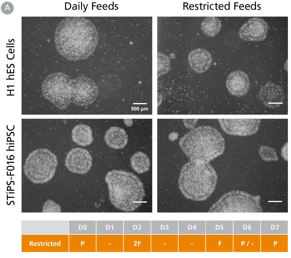 hPSCs Maintained in TeSR™-AOF with Daily and Restricted Feed Schedules Exhibit Comparable Colony Morphology
